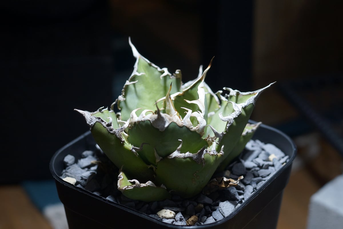 アガベ チタノタ シーザー 凱撒/ Berlin産 cae-16 | アガベ専門店