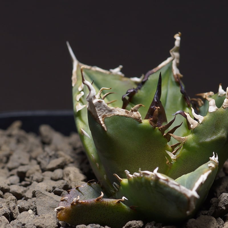 アガベ チタノタ ホワイトファイヤー/白火焔 WF-06 | アガベ専門店