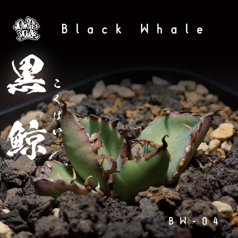 アガベ チタノタ 黒鯨 BW-04 | アガベ専門店 モンスターハウス