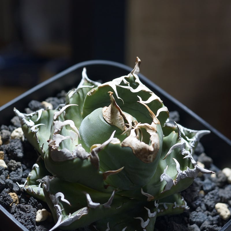 アガベ チタノタ 魔丸 / MG-08 | アガベ専門店 モンスターハウス