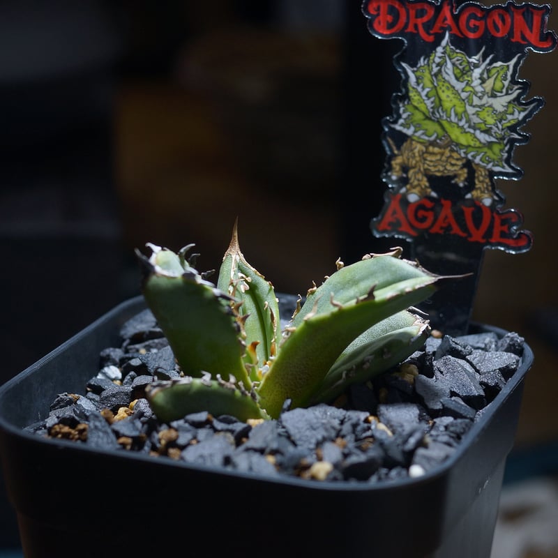 アガベ チタノタ 皇冠/ Dragon Agave産 cw-01 | アガベ専門店