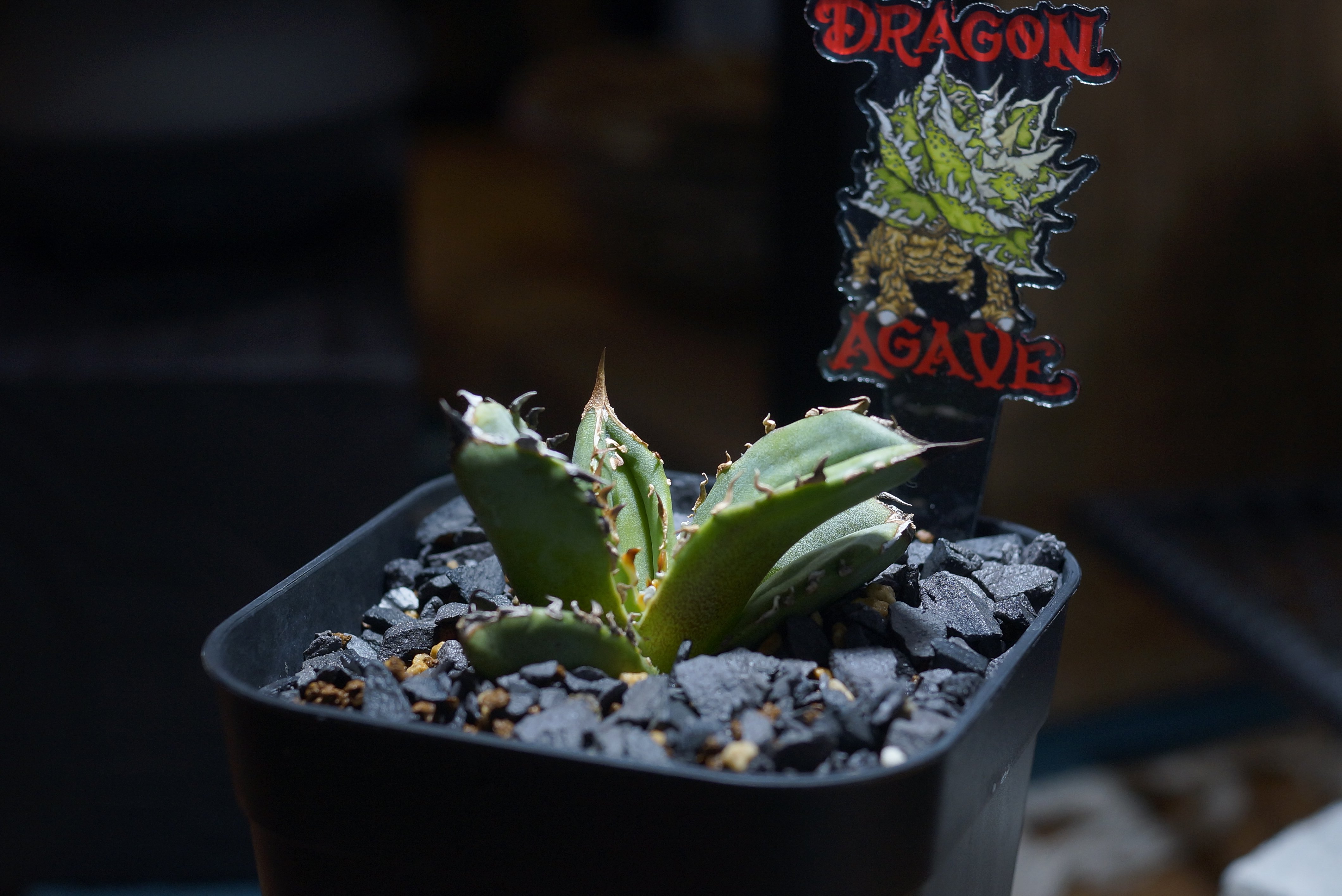 アガベ チタノタ 皇冠/ Dragon Agave産 cw-01 | アガベ専門店 モンスタ