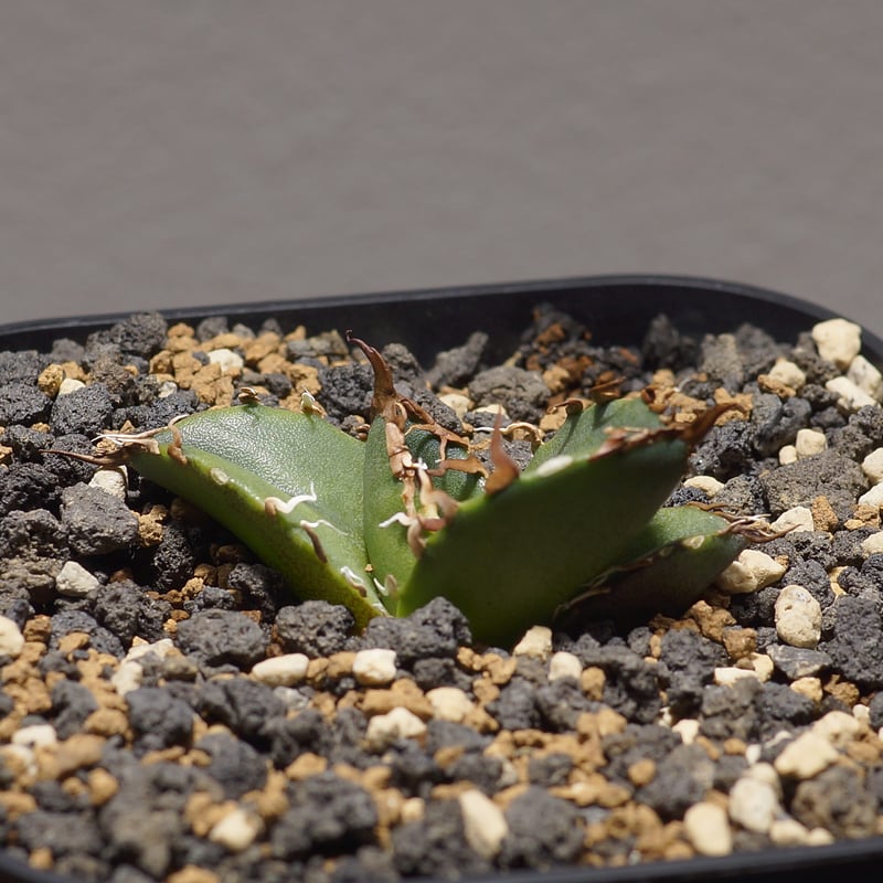 アガベ チタノタ シーザー 凱撒/cae-08 | アガベ専門店 モンスターハウス