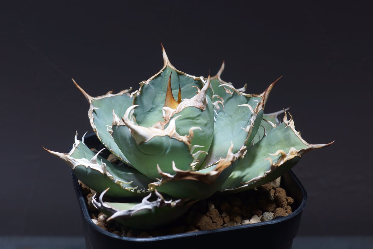 アガベ オテロイ FO-76/胴切り天 F-20 | アガベ専門店 モンスターハウス