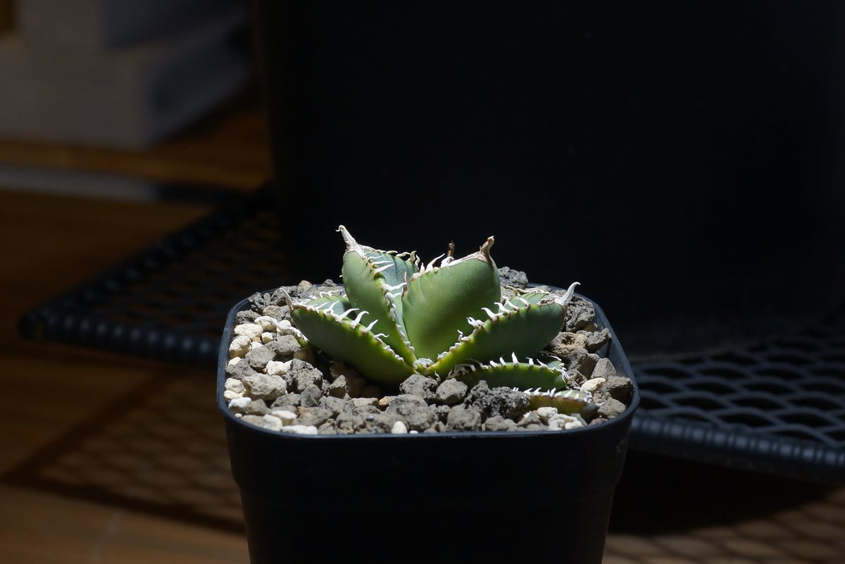 ①アガベ 南アフリカダイヤモンド SAD アガベ南アフリカダイヤモンド | STORES