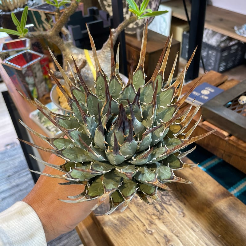 68 アガベ ユタエンシス　エボリスピナ アガベ ユタエンシス エボリスピナ（US株） OS08 – linkplants -リンク