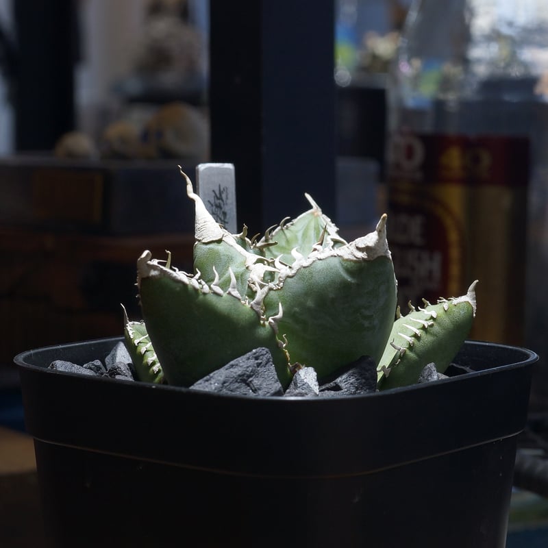 アガベ　チタノタ　悪魔くん アガベ チタノタ 悪魔くん 【スーパーチタノタ】