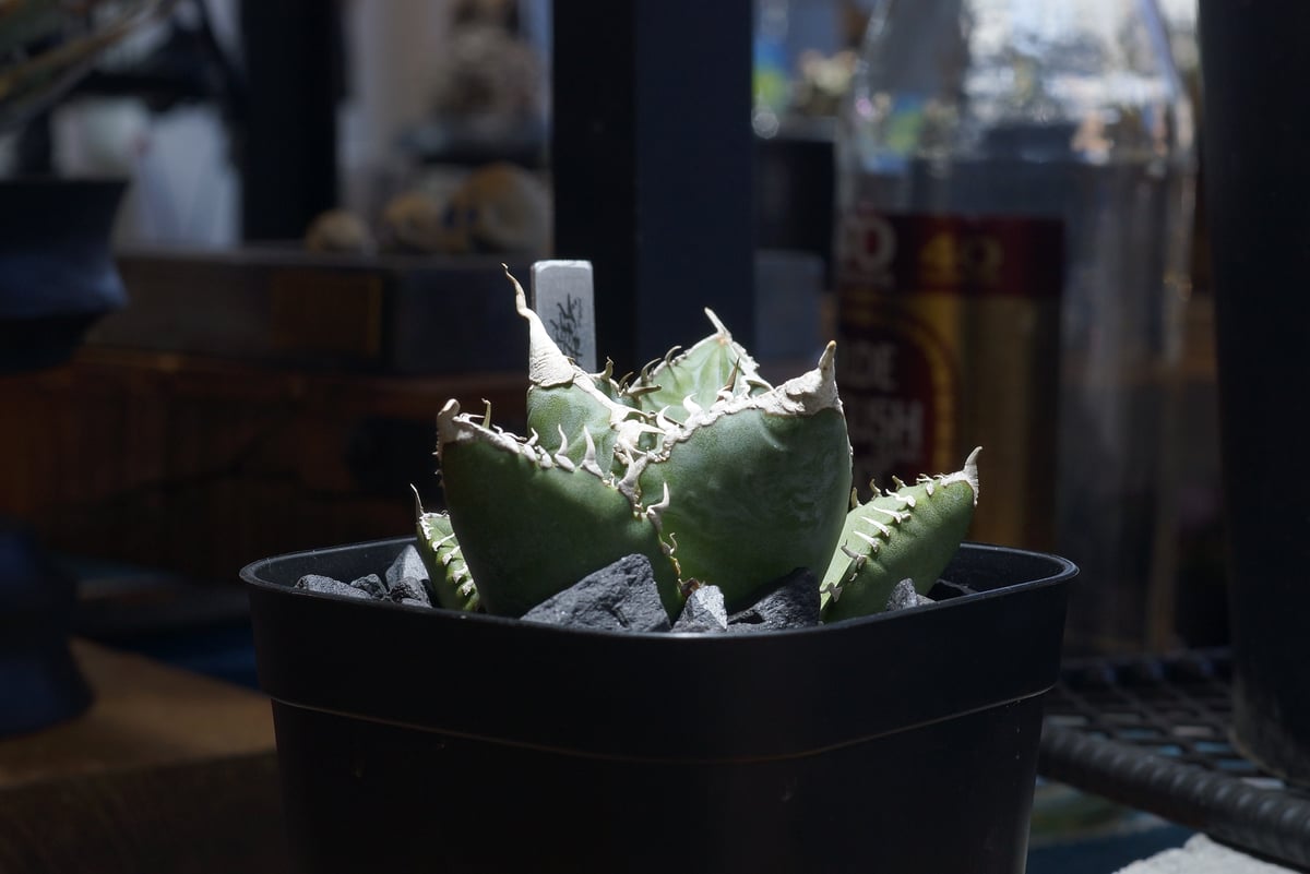 アガベ チタノタ 悪魔くん ak-01 | アガベ専門店 モンスターハウス