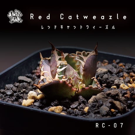 紅猫 | STORES