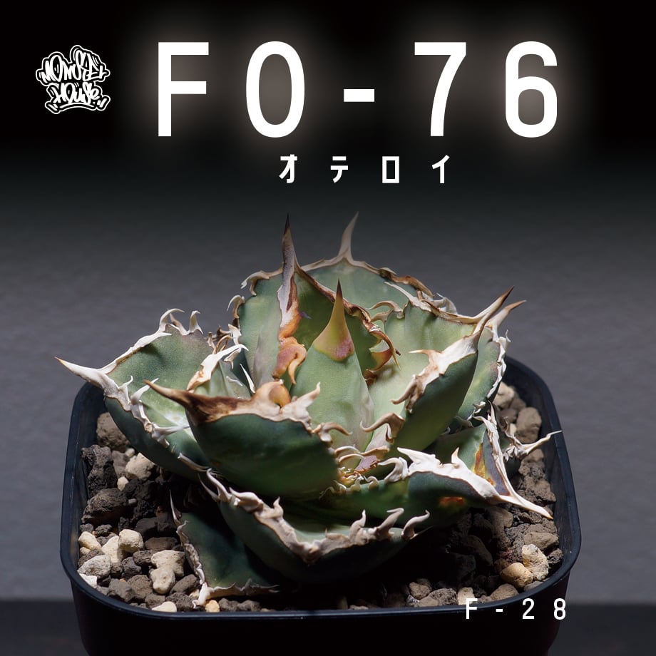 アガベ Fo-76 子株付き 【公式通販】