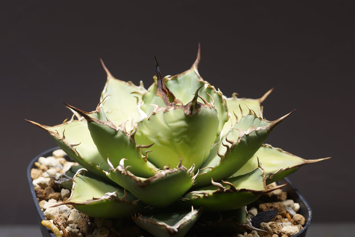 【現品・鉢まま出荷】アガベ チタノタ T-Rex 覇王竜　大株 現品・鉢まま出荷】アガベ チタノタ T-Rex 覇王竜大株