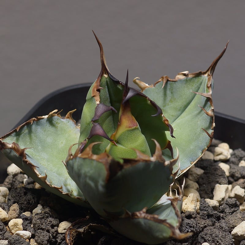 アガベ チタノタ ブラックアンドブルー/bb-30 | アガベ専門店