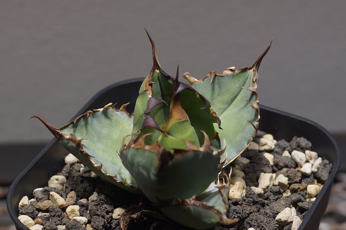 アガベ　ブラック&ブルー　BB チタノタ アガベ チタノタ ブラックアンドブルー/bb-25 | アガベ専門店