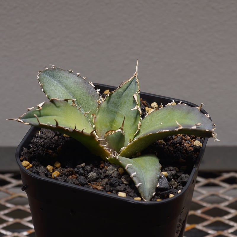 アガベ チタノタ 白鯨/ww-22 | アガベ専門店 モンスターハウス