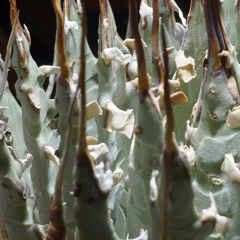 アガベ ユタエンシス エボリスピナ / ES-27 | アガベ専門店 モンスター