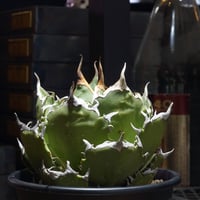 アガベ チタノタ 白犀牛/ 毒刺産 wr-04 | アガベ専門店 モンスターハウス