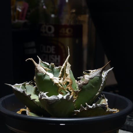 CATEGORY 新商品 | アガベ専門店 モンスターハウス