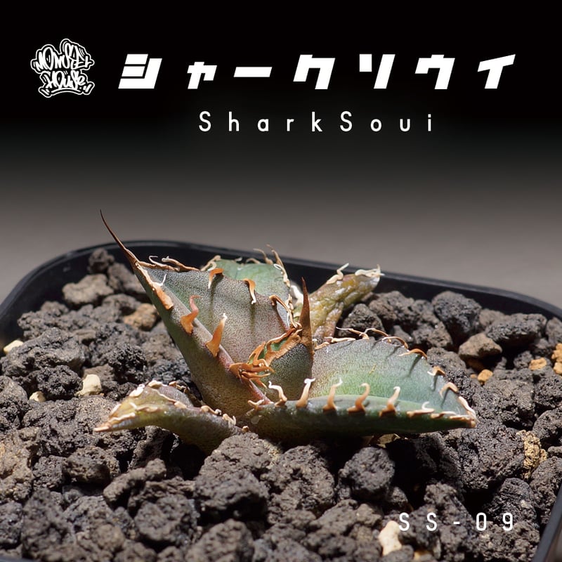 アガベ チタノタ sharkshoui シャークソウイDennis020 千鳥影 アガベ チタノタ 