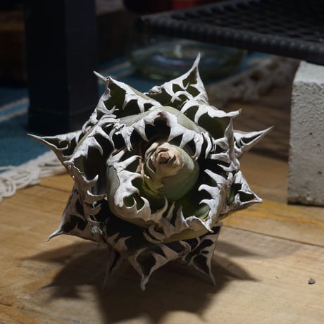 レッドキャットウィーズル | STORES