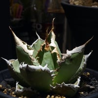 アガベ チタノタ ブラックアンドブルー（bb-10）BB子株 | アガベ専門店