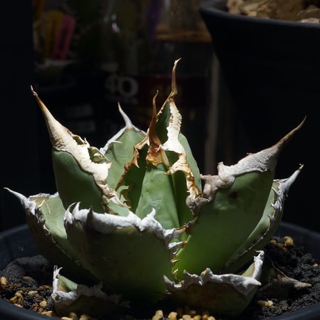 ストリート　アガベ　チタノタ　セット チタノタ | STORES