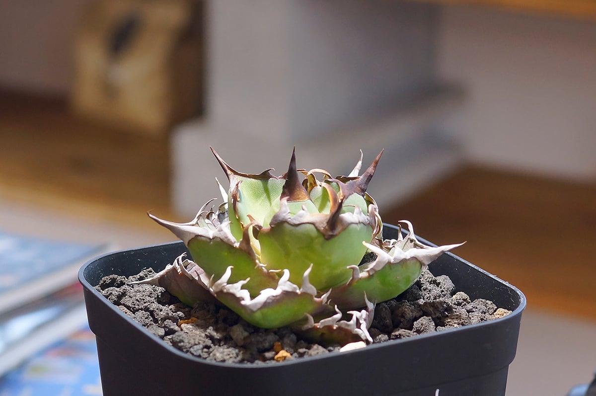 アガベ チタノタ　ハデス アガベ チタノタ ハデス / 黒帝斯 HD-04 | アガベ専門店 モンスターハウス