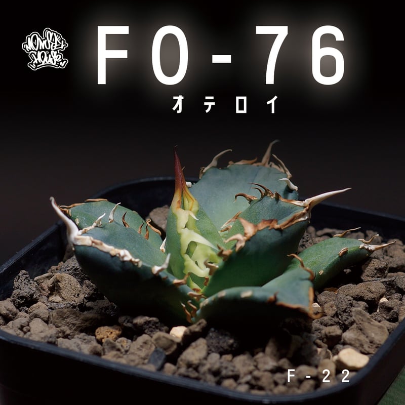 アガベ オテロイ FO-76/子株 F-22 | アガベ専門店 モンスターハウス アガベ オテロイ FO-76/子株 F-22 | アガベ専門店 モンスターハウス