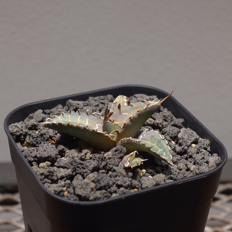 アガベ チタノタ シャークソウイ 子株 SS-09 | アガベ専門店