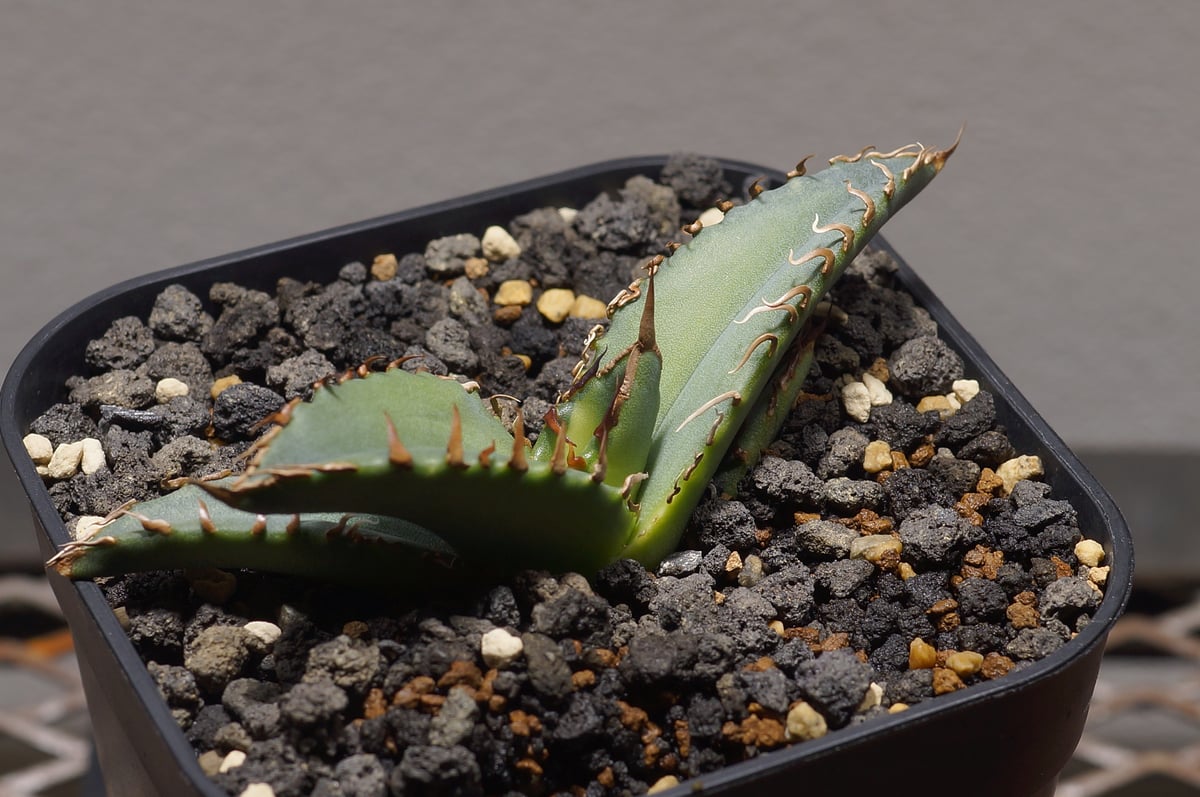 アガベ　夕映 アガベ チタノタ 夕映厳竜 / YB-14 | アガベ専門店 モンスターハウス