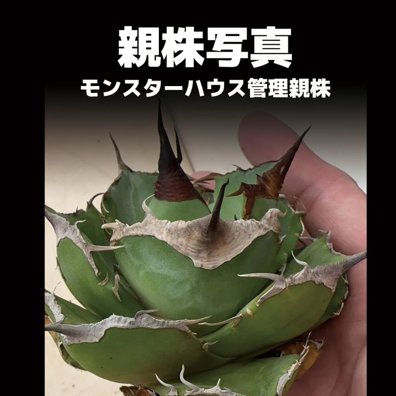 アガベ チタノタ 黒豹/子株 BP-04 | アガベ専門店 モンスターハウス アガベ チタノタ 黒豹/子株 BP-04 | アガベ専門店 モンスターハウス