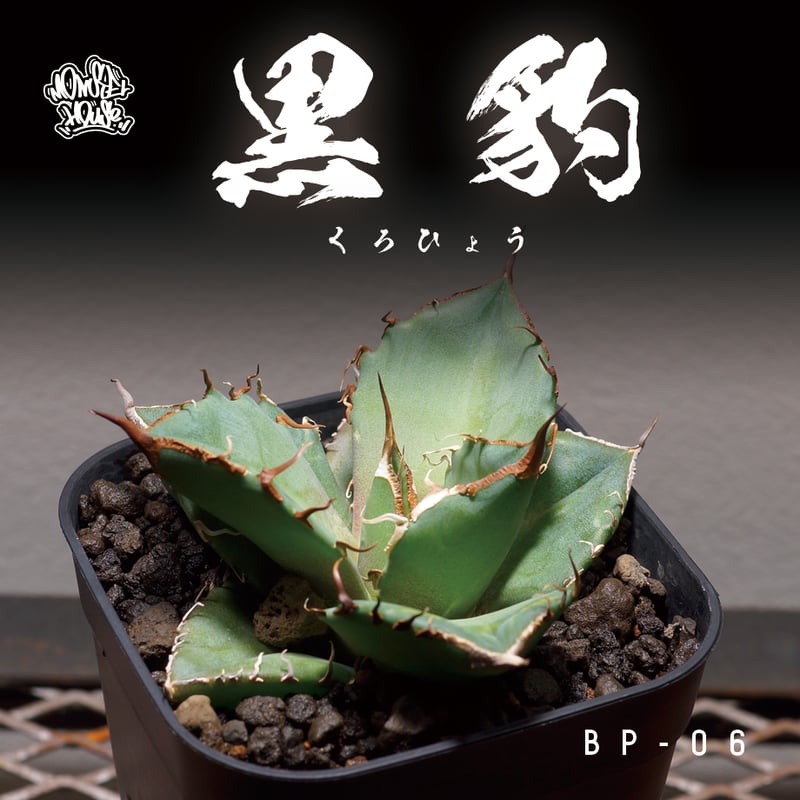 アガベ チタノタ 黒豹/子株 BP-06 | アガベ専門店 モンスターハウス
