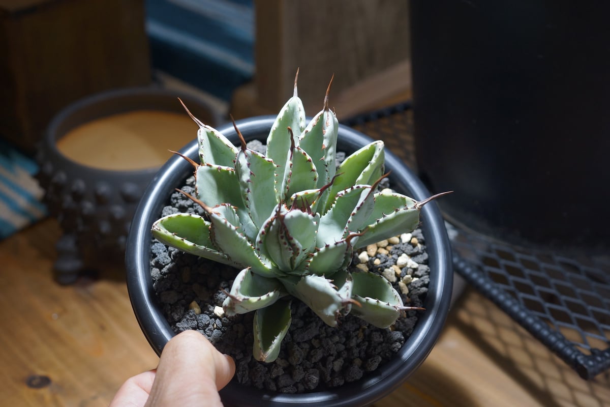 60株 多肉植物 アガベ ポタトラム キュービック アガベ ポタトラム キュービック / Agave potatorum cubic / PC-