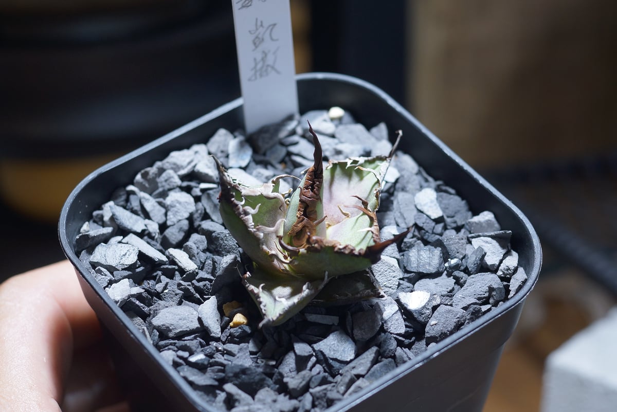 毒刺産　極上血統シーザー　アガベ アガベ チタノタ シーザー 凱撒/ 毒刺産 cae-12 | アガベ専門店