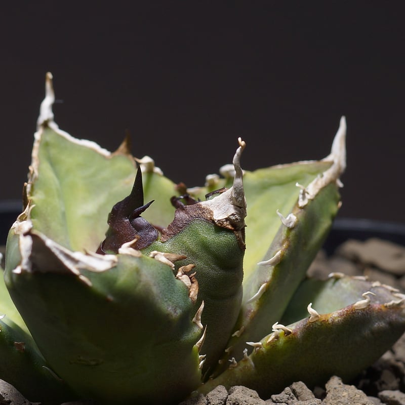 アガベ チタノタ ホワイトファイヤー/白火焔 WF-06 | アガベ専門