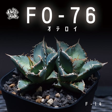 アガベチタノタfo76 | STORES