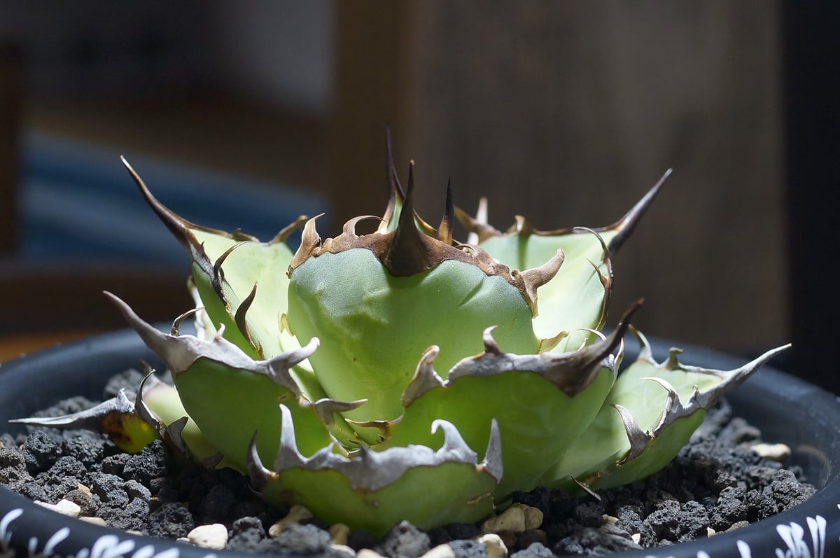 アガベ チタノタ ハデス / 黒帝斯 HD-07 | アガベ専門店 モンスターハウス