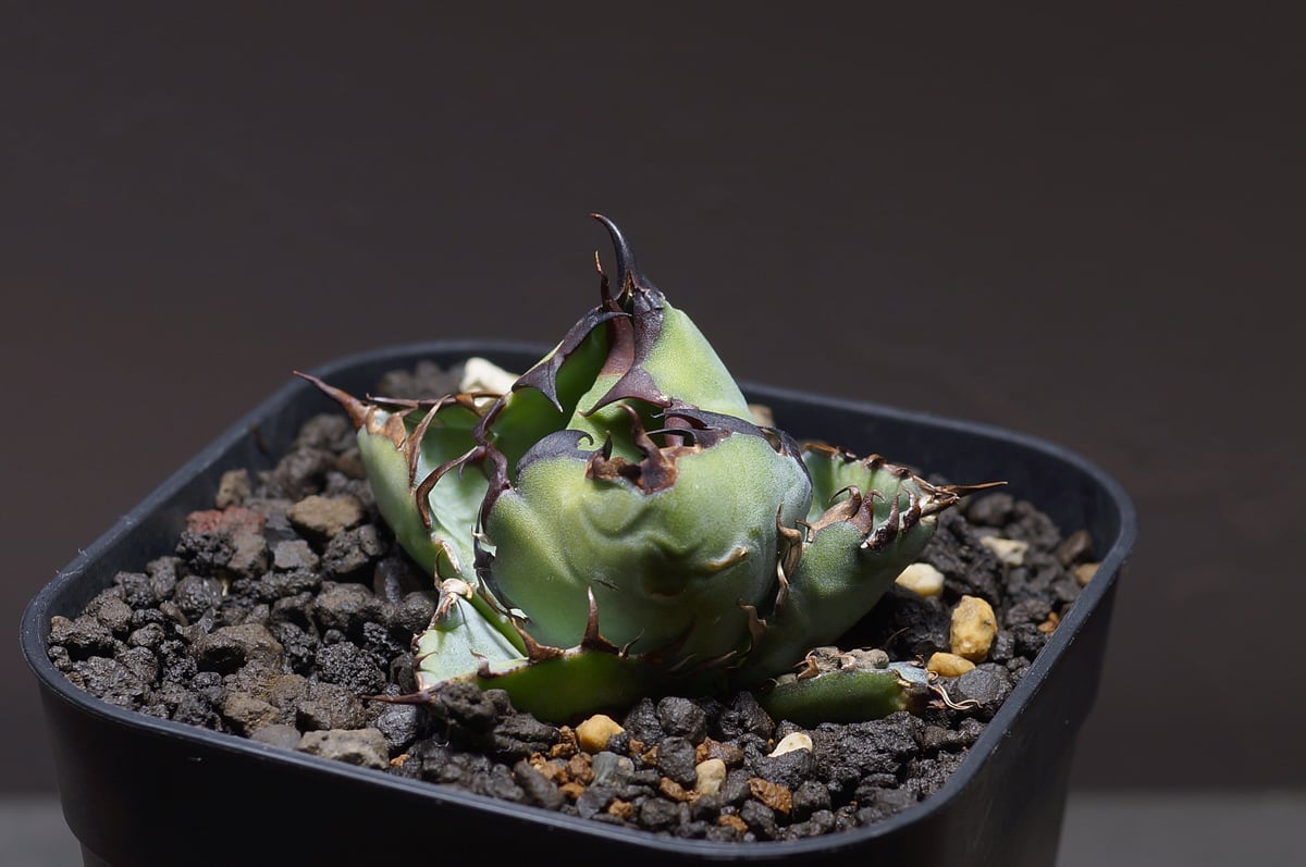 アガベ チタノタ ブラックアンドブルー/bb-25 | アガベ専門店