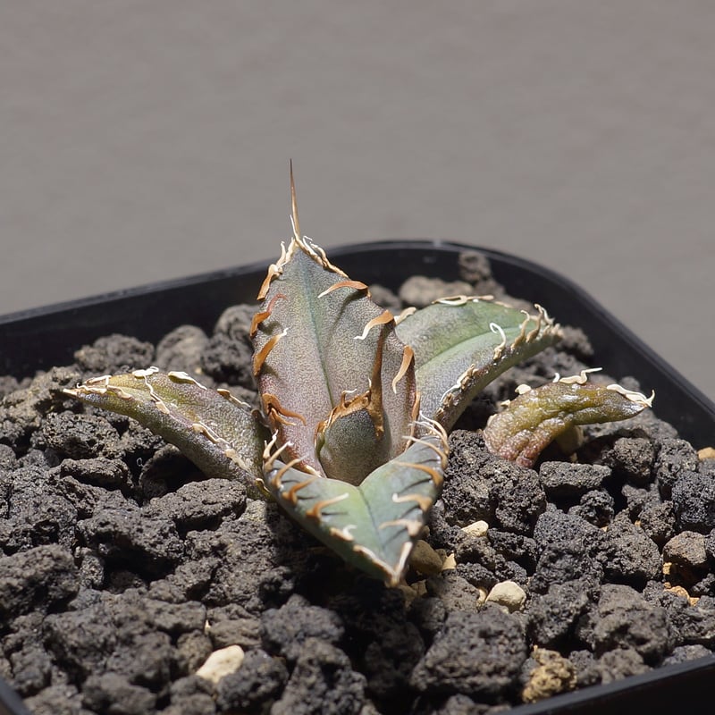 アガベ チタノタ シャークソウイ 子株 SS-09 | アガベ専門店