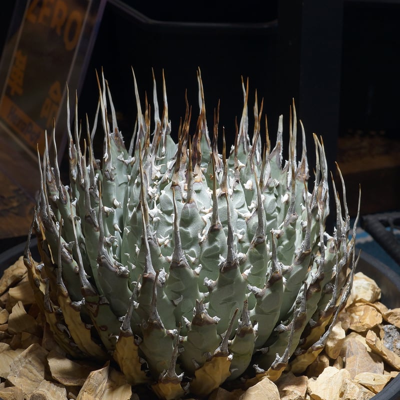 アガベ ユタエンシス エボリスピナ / ES-30 | アガベ専門店 モンスター