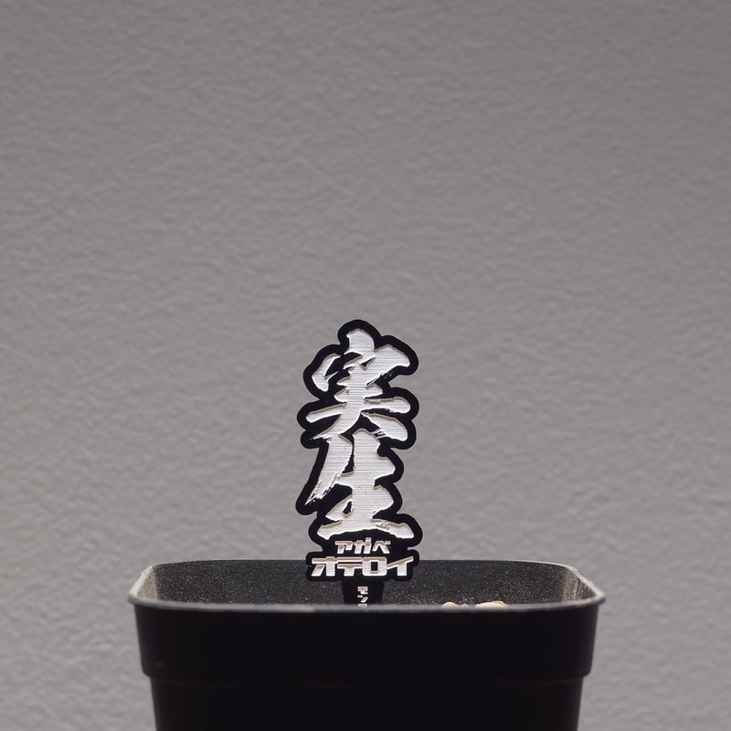 アガベ 品種 プランツタグ 黒】オテロイ 実生 | アガベ専門店