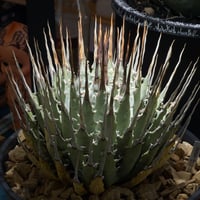 アガベ チタノタ スナグルトゥース 暴牙 /ST-03 | アガベ専門店