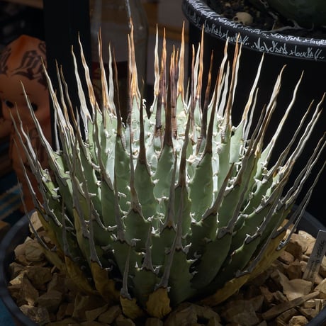 エボリスピナ | STORES