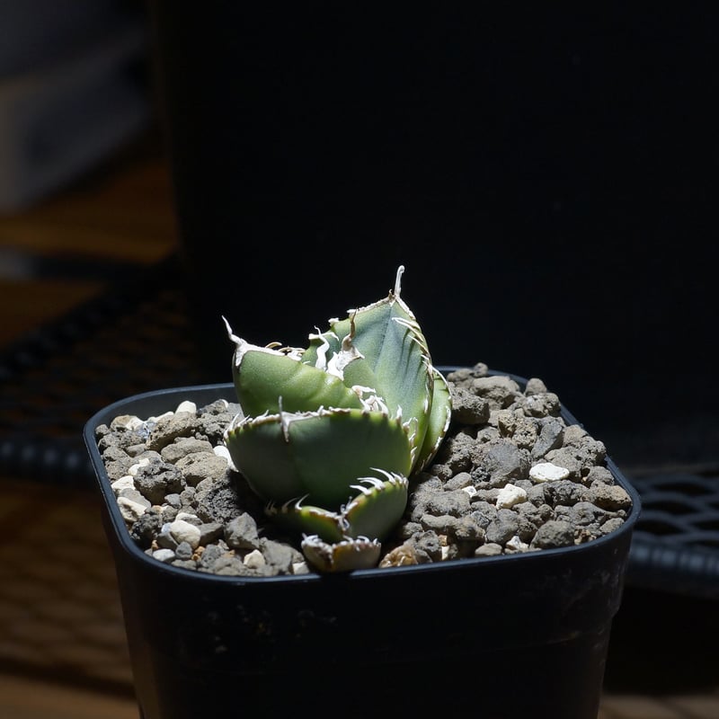 【No.63】アガベ チタノタ　南アフリカダイアモンド　SAD アガベ チタノタ 南アフリカダイヤモンド / SAD-08 | アガベ専門店