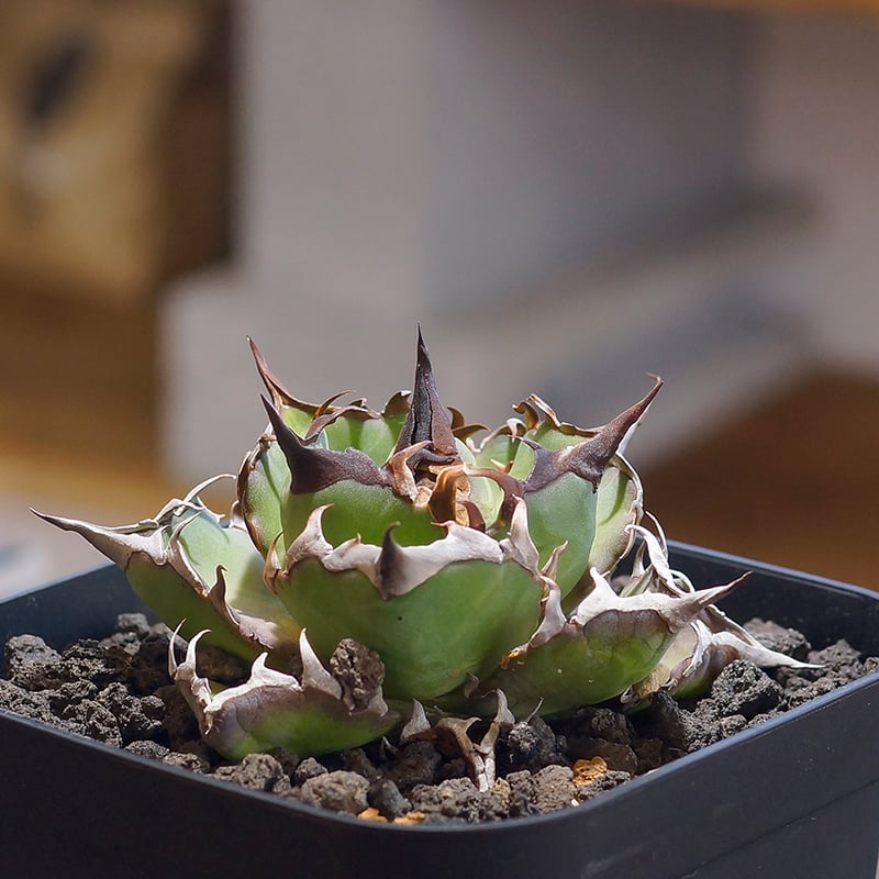 アガベ チタノタ ハデス / 黒帝斯 HD-04 | アガベ専門店 モンスターハウス