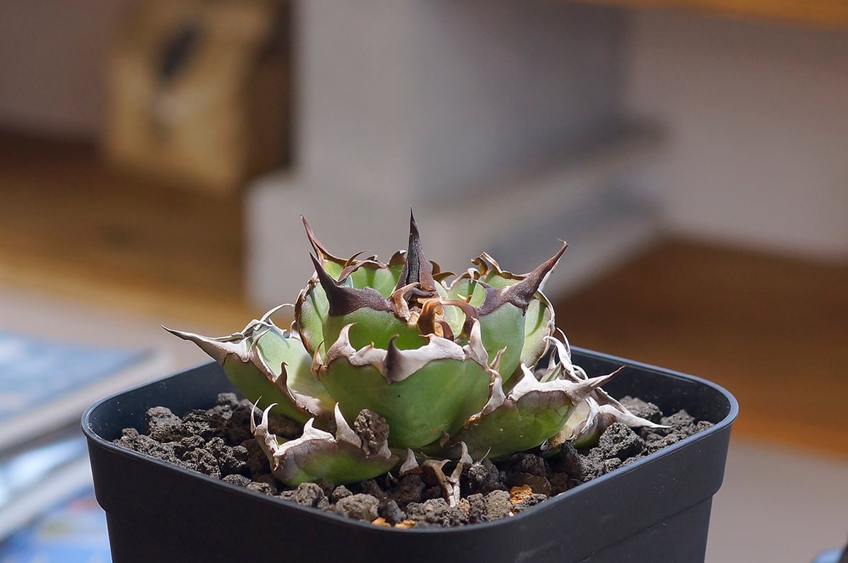 fit=scale-down,w=1200