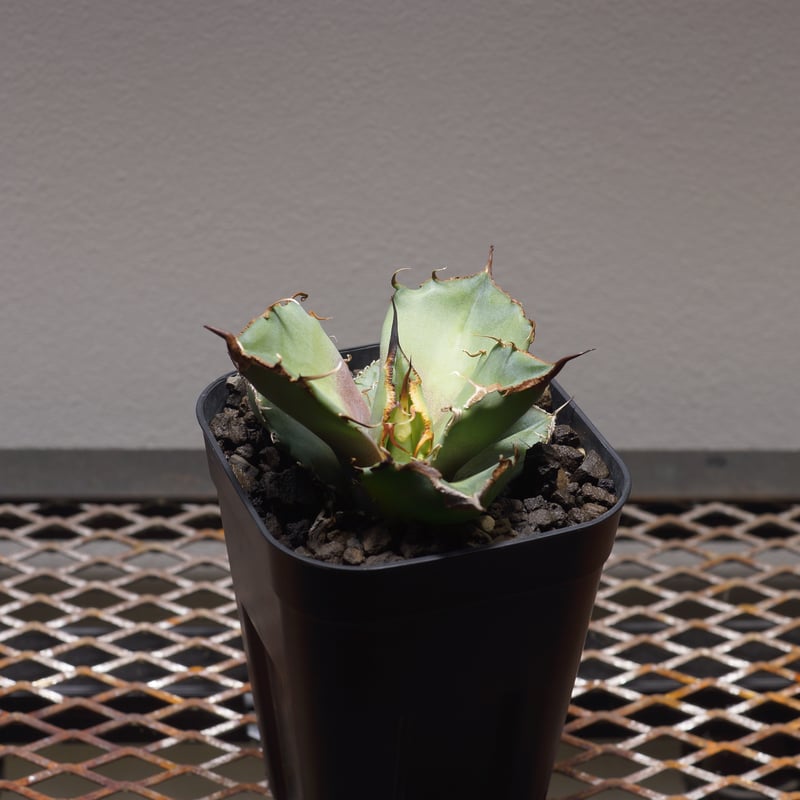 アガベ　チタノタ　黒豹　#026 楽天市場】アガベ チタノタ 黒豹 くろひょう Agave titanota Black