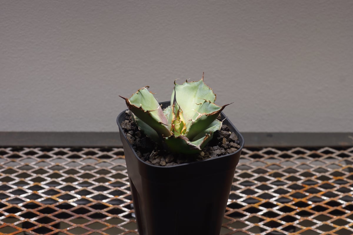 アガベ チタノタ 黒豹 OC 親株 子株付き 【Priki Plants】 アガベ チタノタ 黒豹/子株 BP-07 | アガベ専門店 モンスターハウス