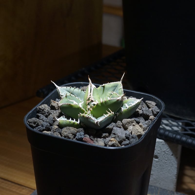 アガベ チタノタ 南アフリカダイヤモンド / SAD-10 | アガベ専門店