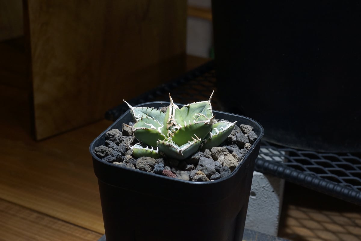 アガベ　チタノタ　SAD 南アフリカダイヤモンド アガベ チタノタ 南アフリカダイヤモンド / SAD-10 | アガベ専門店