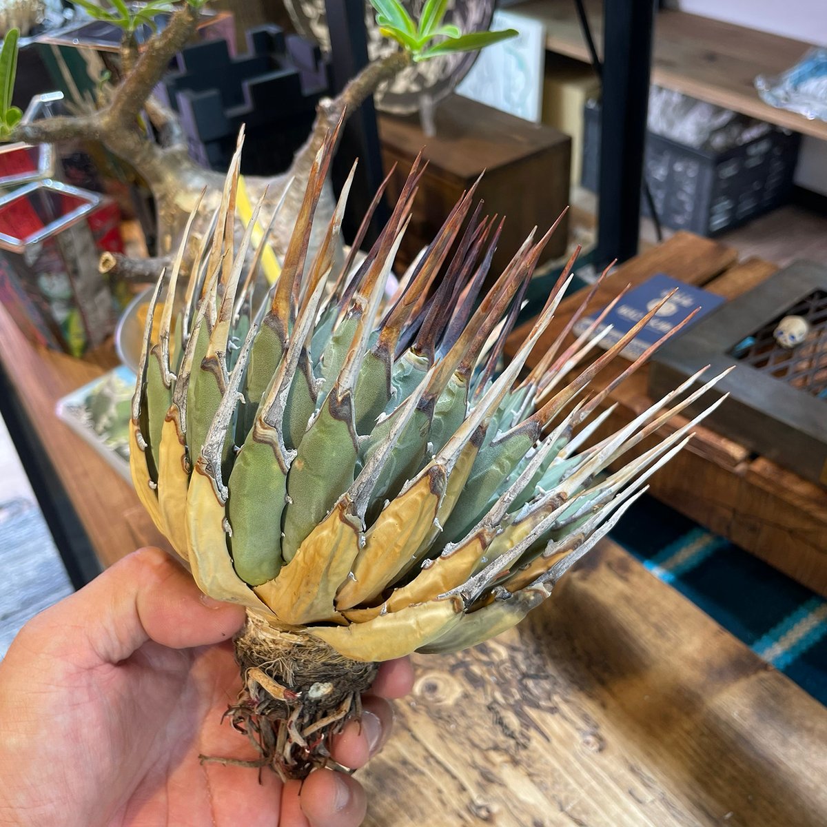 アガベ ユタエンシス エボリスピナ / ES-11 | アガベ専門店 モンスター